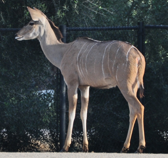 kudu